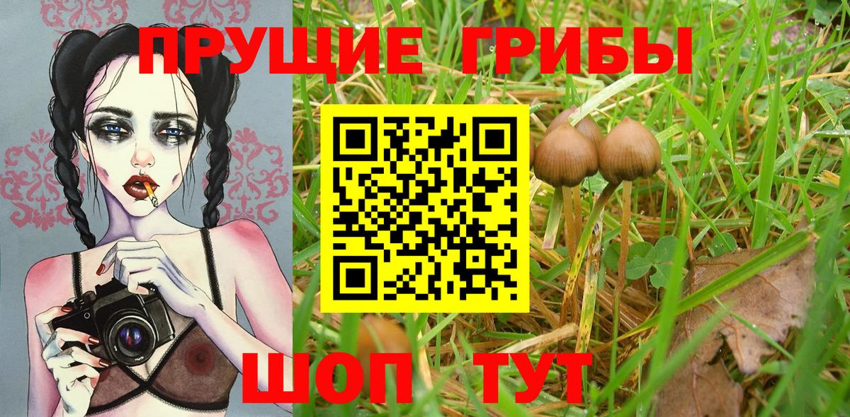 хочу   Псилоцибиновые грибы Psilocybe  Вход с VPN  Горно-Алтайск 